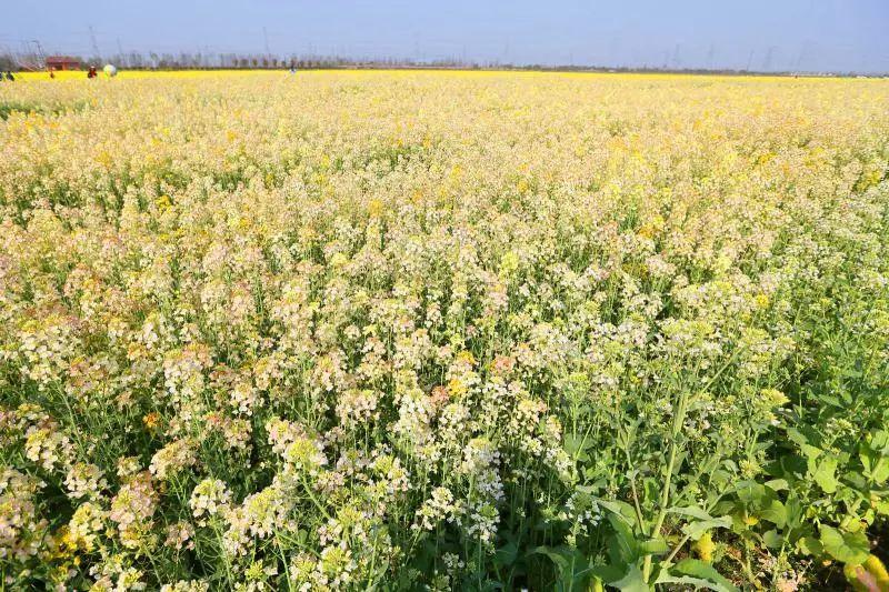 松江小昆山规划图最新