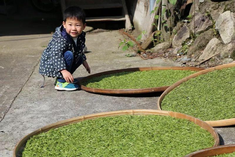 余桂圆最新动态揭秘，探寻其神秘面纱背后的最新消息