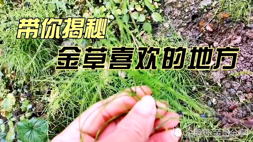 小草 最新地址