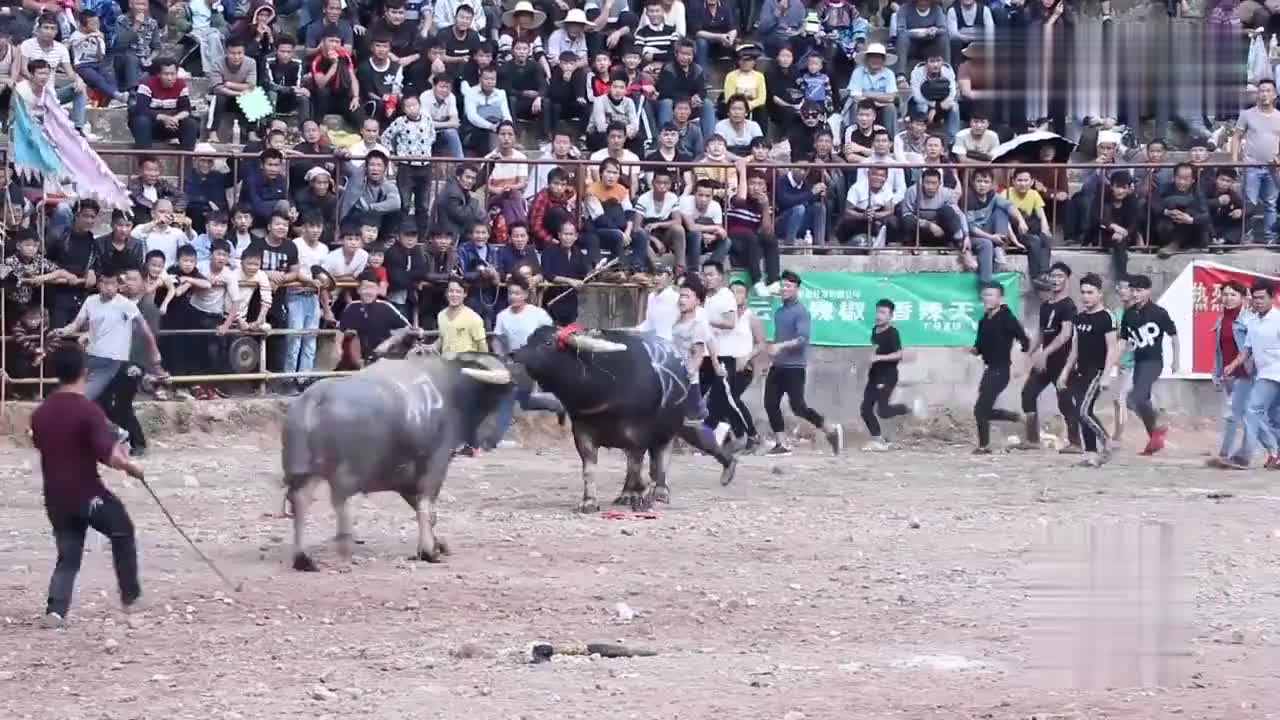 牛牛碰在线最新美食之旅，小巷深处的特色小店探秘