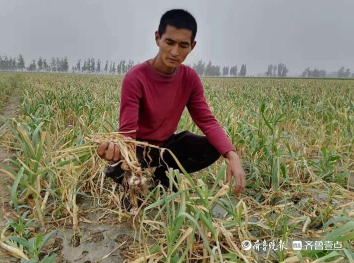 巨野蒜苔最新价格